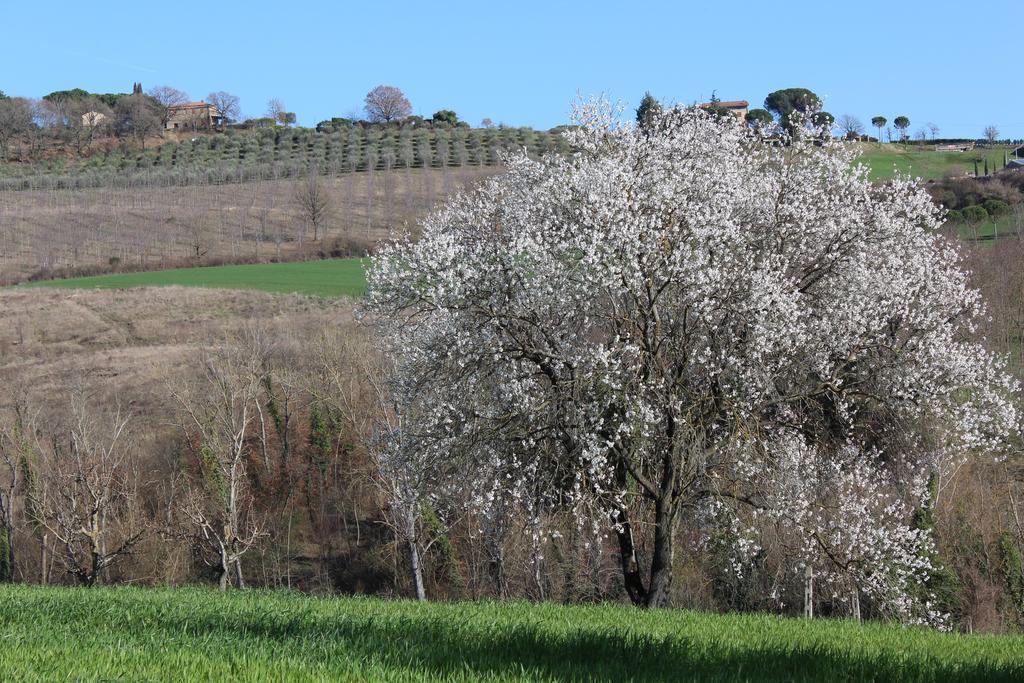 Fattoria Di Rigone Villa Coltavolino ภายนอก รูปภาพ